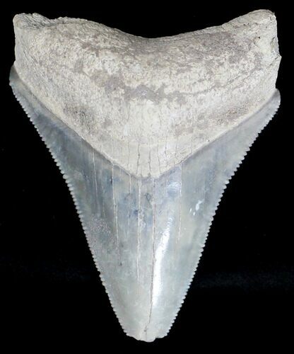Serrated Bone Valley Megalodon Tooth #18452